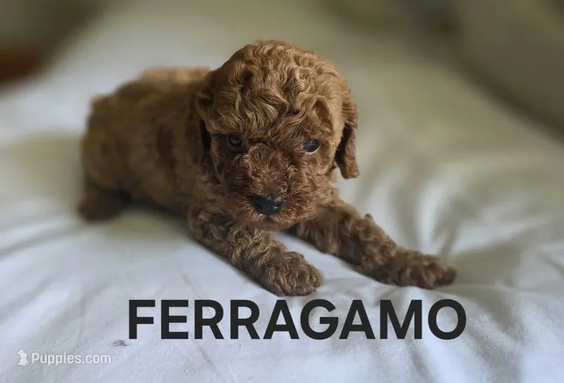 FERRAGAMO 1 OF 6 – Poodle - Miniature  puppy for sale in Yonkers, NY