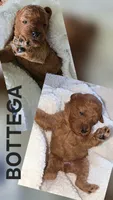BOTTEGA 1 OF 6, a female Poodle - Miniature  for sale in Yonkers, NY – 2 of 6