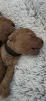 FERRAGAMO 1 OF 6, a male Poodle - Miniature  for sale in Yonkers, NY – 4 of 5