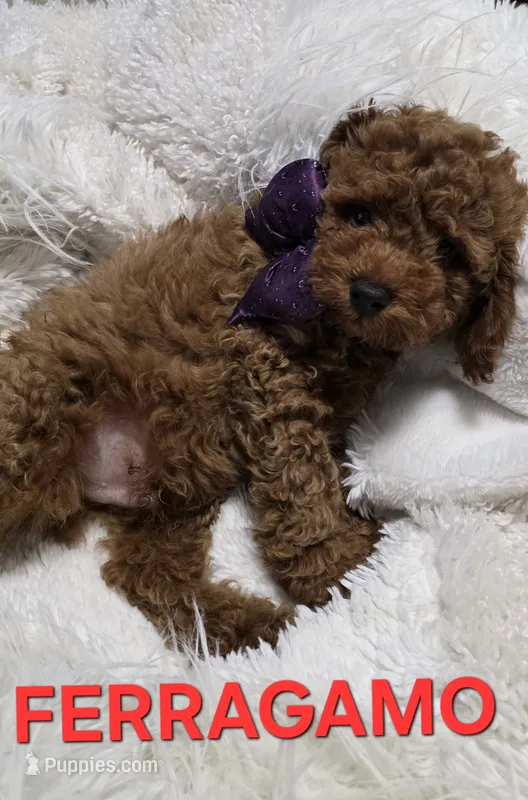 FERRAGAMO 1 OF 6 – Poodle - Miniature  puppy for sale in Yonkers, NY