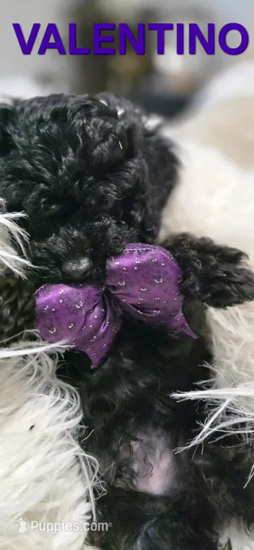 VALENTINO 1 OF 6 – Poodle - Miniature  puppy for sale in Yonkers, NY