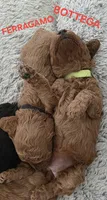BOTTEGA 1 OF 6, a female Poodle - Miniature  for sale in Yonkers, NY – 4 of 6