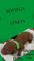 BOTTEGA 1 OF 6, a female Poodle - Miniature  for sale in Yonkers, NY – 6 of 6