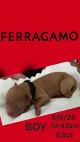 FERRAGAMO 1 OF 6, a male Poodle - Miniature  for sale in Yonkers, NY – 5 of 5