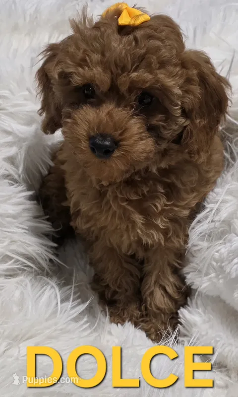 DOLCE 1 of 6 – Poodle - Miniature  puppy for sale in Yonkers, NY