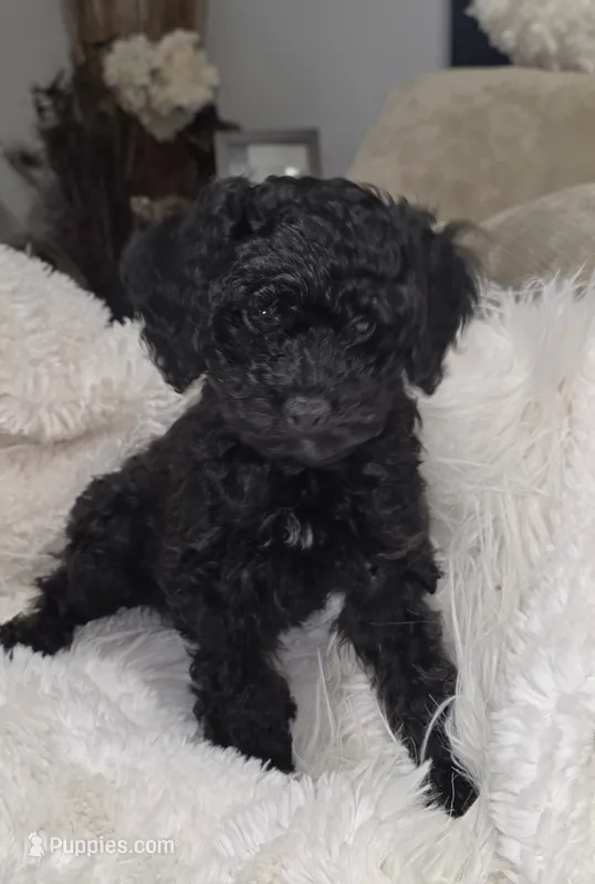GIVENCY 1 OF 6 – Poodle - Miniature  puppy for sale in Yonkers, NY