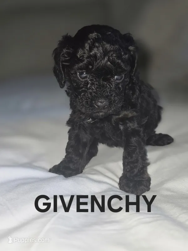 GIVENCY 1 OF 6 – Poodle - Miniature  puppy for sale in Yonkers, NY