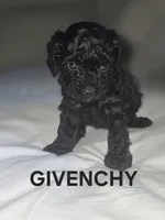 GIVENCY 1 OF 6, a male Poodle - Miniature  for sale in Yonkers, NY – 1 of 3