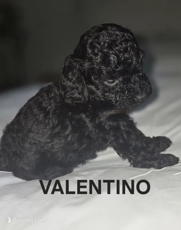 VALENTINO 1 OF 6 – Poodle - Miniature  puppy for sale in Yonkers, NY