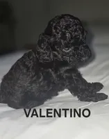 VALENTINO 1 OF 6, a male Poodle - Miniature  for sale in Yonkers, NY – 1 of 4
