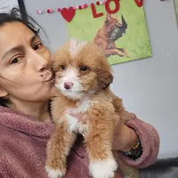 Caleb, a male Miniature Goldendoodle for sale in Milwaukee, WI – Photo 2 of 2