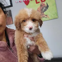 Caleb, a male Miniature Goldendoodle for sale in Milwaukee, WI – Photo 1 of 2