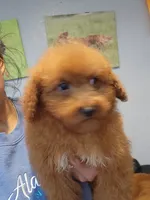 Maisy, a female Miniature Goldendoodle for sale in Milwaukee, WI – 4 of 6