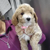LILLY, a female Miniature Goldendoodle for sale in Milwaukee, WI – Photo 3 of 5