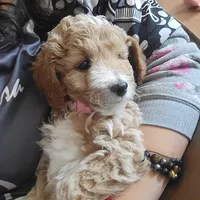 LILLY, a female Miniature Goldendoodle for sale in Milwaukee, WI – Photo 2 of 5