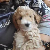 LILLY, a female Miniature Goldendoodle for sale in Milwaukee, WI – Photo 1 of 5