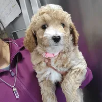 LILLY, a female Miniature Goldendoodle for sale in Milwaukee, WI – Photo 4 of 5