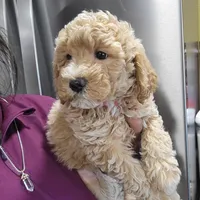 Bertha , a female Miniature Goldendoodle for sale in Milwaukee, WI – Photo 2 of 2