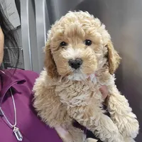 Bertha , a female Miniature Goldendoodle for sale in Milwaukee, WI – Photo 1 of 2
