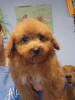 Maisy, a female Miniature Goldendoodle for sale in Milwaukee, WI – 6 of 6
