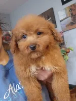 Maisy, a female Miniature Goldendoodle for sale in Milwaukee, WI – 2 of 6