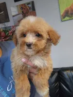 Coco, a female Miniature Goldendoodle for sale in Milwaukee, WI – 2 of 8
