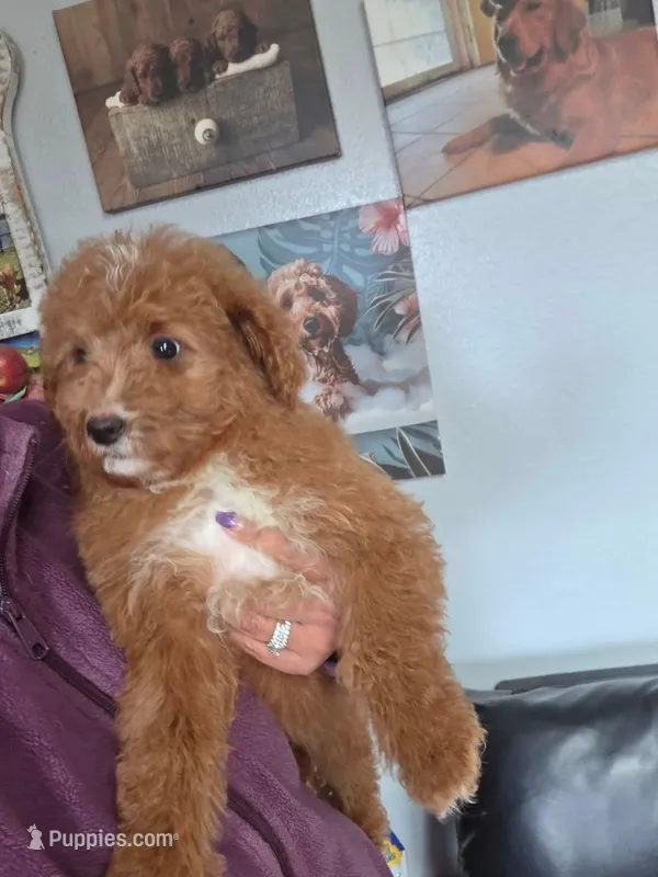 Chiquita, a female Goldendoodle for sale in Milwaukee, WI – Photo 1 of 1