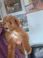Chiquita, a female Goldendoodle for sale in Milwaukee, WI – 1 of 1