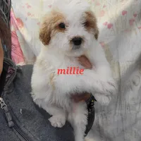 Millie, a female Miniature Goldendoodle for sale in Milwaukee, WI – Photo 1 of 3