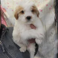 Millie, a female Miniature Goldendoodle for sale in Milwaukee, WI – Photo 3 of 3