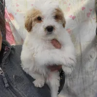 Millie, a female Miniature Goldendoodle for sale in Milwaukee, WI – Photo 2 of 3