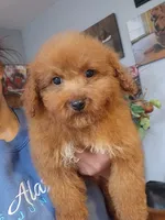 Maisy, a female Miniature Goldendoodle for sale in Milwaukee, WI – 3 of 6