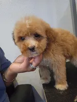 Coco, a female Miniature Goldendoodle for sale in Milwaukee, WI – 6 of 8