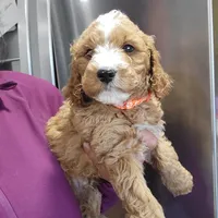 ROCCO, a male Miniature Goldendoodle for sale in Milwaukee, WI – Photo 1 of 2