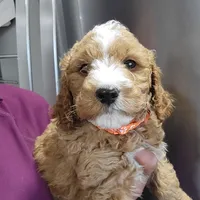 ROCCO, a male Miniature Goldendoodle for sale in Milwaukee, WI – Photo 2 of 2