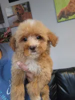 Coco, a female Miniature Goldendoodle for sale in Milwaukee, WI – 8 of 8