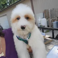 Ollie, a male Goldendoodle and Miniature Goldendoodle for sale in Milwaukee, WI – Photo 2 of 5