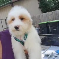 Ollie, a male Goldendoodle and Miniature Goldendoodle for sale in Milwaukee, WI – Photo 3 of 5