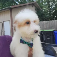 Ollie, a male Goldendoodle and Miniature Goldendoodle for sale in Milwaukee, WI – Photo 1 of 5