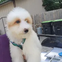 Ollie, a male Goldendoodle and Miniature Goldendoodle for sale in Milwaukee, WI – Photo 5 of 5