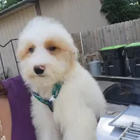 Ollie, a male Goldendoodle and Miniature Goldendoodle for sale in Milwaukee, WI – Photo 4 of 5