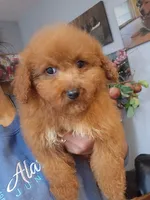 Maisy, a female Miniature Goldendoodle for sale in Milwaukee, WI – 5 of 6