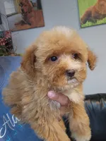 Coco, a female Miniature Goldendoodle for sale in Milwaukee, WI – 7 of 8
