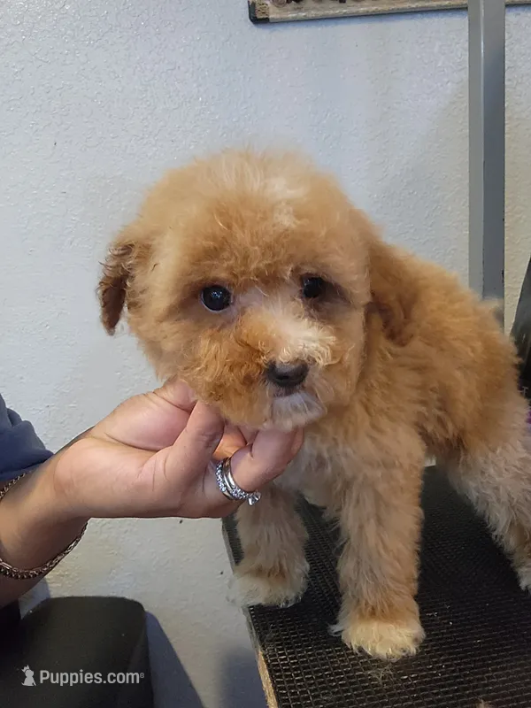 Coco – Miniature Goldendoodle puppy for sale in Milwaukee, WI