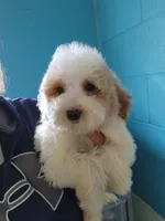 Simba, a male Goldendoodle for sale in Milwaukee, WI – 4 of 4