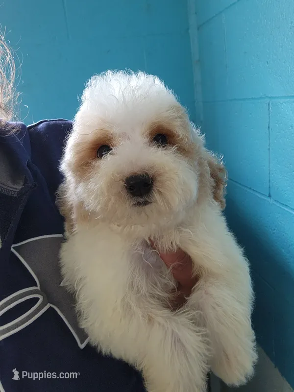 Simba – Goldendoodle puppy for sale in Milwaukee, WI