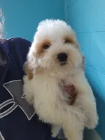 Simba, a male Goldendoodle for sale in Milwaukee, WI – 2 of 4
