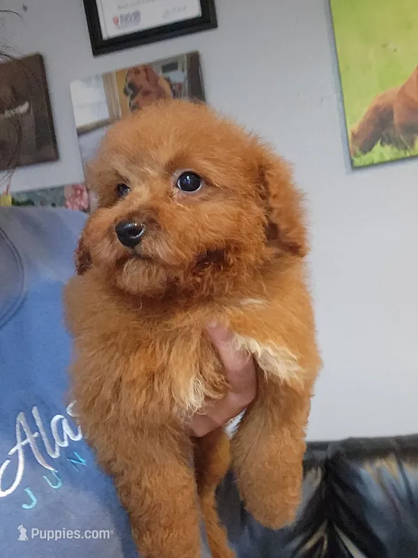 Maisy – Miniature Goldendoodle puppy for sale in Milwaukee, WI