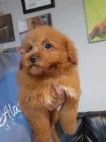 Maisy, a female Miniature Goldendoodle for sale in Milwaukee, WI – 1 of 6
