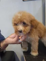 Coco, a female Miniature Goldendoodle for sale in Milwaukee, WI – 5 of 8